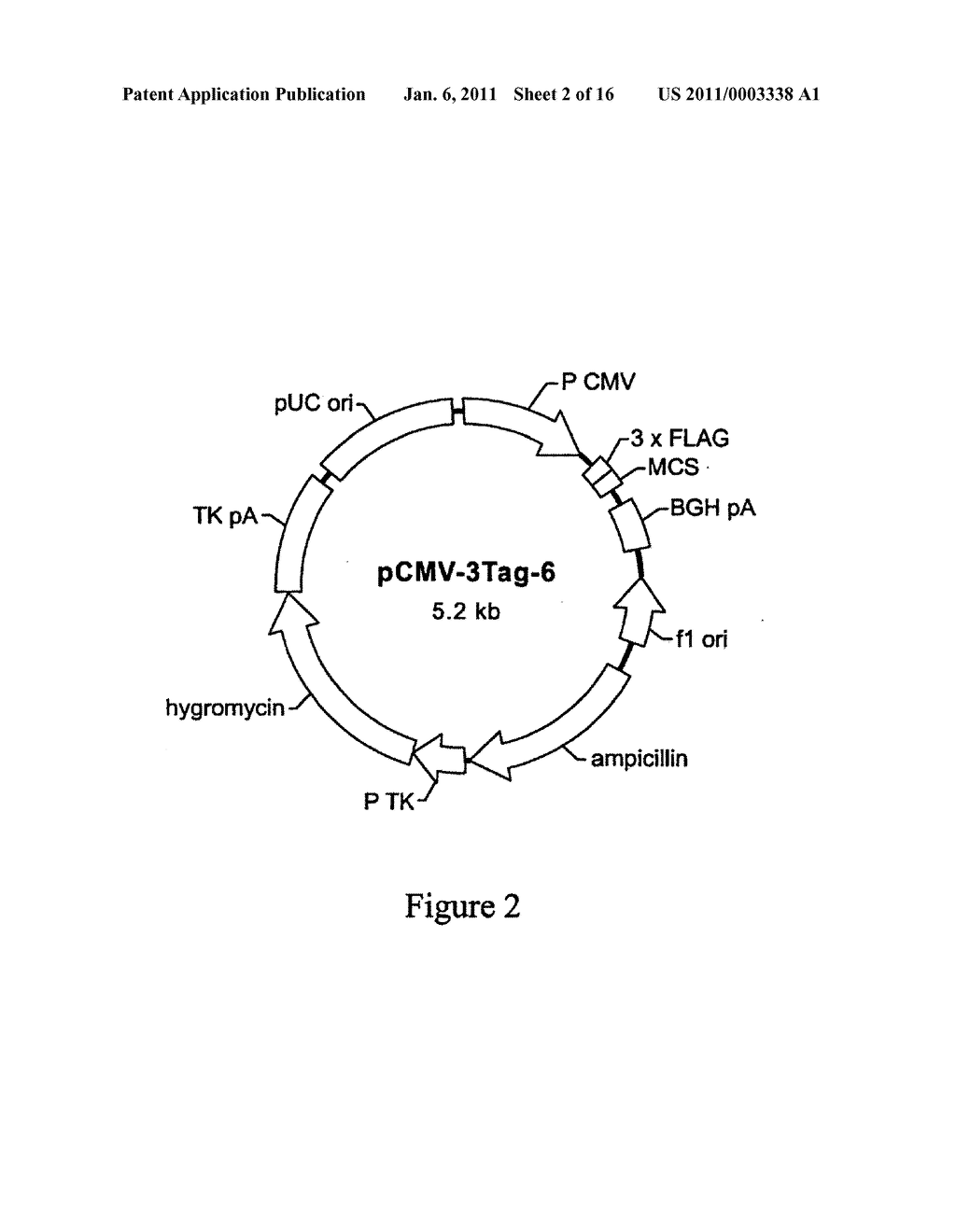 ANTIBODIES WITH ENHANCED ADCC FUNCTION - diagram, schematic, and image 03