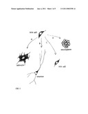 CULTURES OF GFAP+ NESTIN+ CELLS THAT DIFFERENTIATE TO NEURONS diagram and image