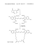 Conjugates of biological substances diagram and image