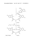 Conjugates of biological substances diagram and image