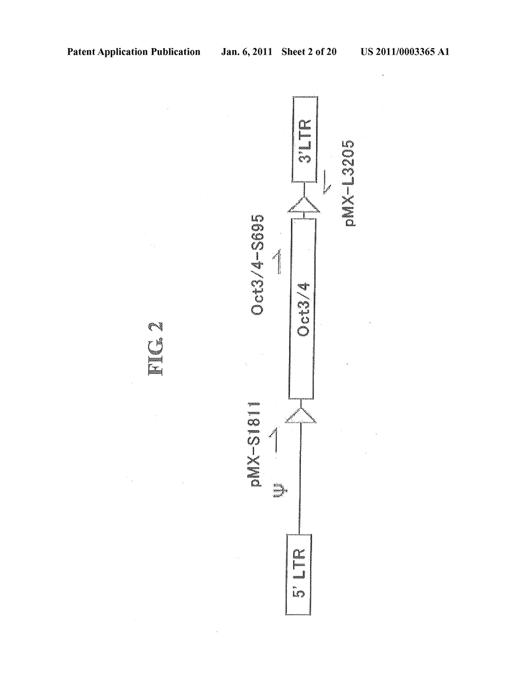 METHOD OF PREPARING INDUCED PLURIPOTENT STEM CELLS DEPRIVED OF REPROGRAMMING GENE - diagram, schematic, and image 03