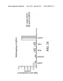 siRNA targeting apolipoprotein B (APOB) diagram and image