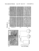 COMPOSITIONS AND METHODS FOR DISRUPTING THE FUNCTION OF THE TRANSCRIPTIONAL REPRESSOR COMPONENT Sin3A-PAH2 DOMAIN TO INDUCE DIFFERENTIATION AND GROWTH INHIBITION IN BREAST CANCER diagram and image