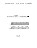 Method for Manufacturing Animal Model for Researching Pulmonary Tumor and Use Thereof diagram and image