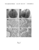 Method for Manufacturing Animal Model for Researching Pulmonary Tumor and Use Thereof diagram and image