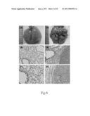 Method for Manufacturing Animal Model for Researching Pulmonary Tumor and Use Thereof diagram and image