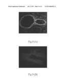 Method for Manufacturing Animal Model for Researching Pulmonary Tumor and Use Thereof diagram and image