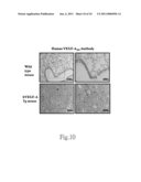 Method for Manufacturing Animal Model for Researching Pulmonary Tumor and Use Thereof diagram and image