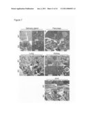 Method Of Identifying A Compound For Preventing And/Or Treating An Autoimmune Disease diagram and image