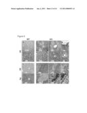 Method Of Identifying A Compound For Preventing And/Or Treating An Autoimmune Disease diagram and image