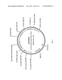 Transgenic plants with enhanced agronomic traits diagram and image