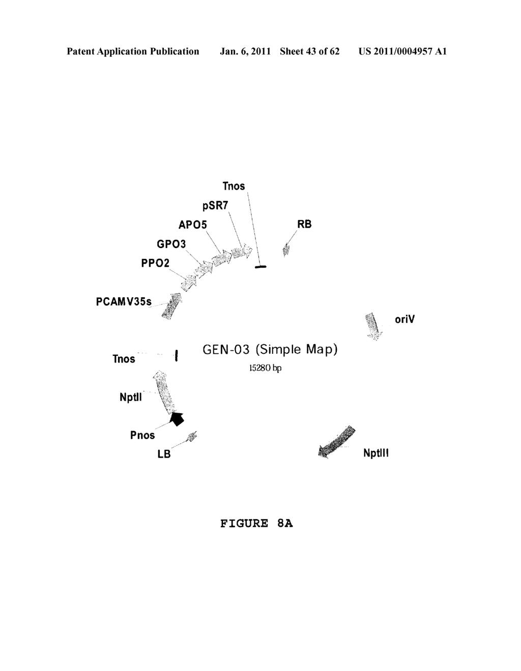 GENETICALLY MODIFIED REDUCED-BROWNING FRUIT-PRODUCING PLANT AND PRODUCED FRUIT THEREOF, AND METHOD OF OBTAINING SUCH - diagram, schematic, and image 44