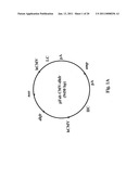 MONOCLONAL ANTIBODIES THAT BIND OR NEUTRALIZE DENGUE VIRUS diagram and image