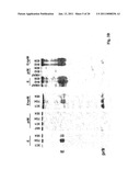 MONOCLONAL ANTIBODIES THAT BIND OR NEUTRALIZE DENGUE VIRUS diagram and image