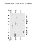 METHODS OF AND COMPOSITIONS FOR INHIBITING THE PROLIFERATION OF MAMMALIAN CELLS diagram and image