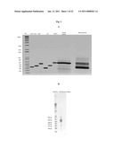 ERYTHROPOIETIN VARIANTS diagram and image