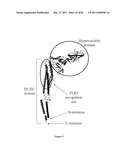 COMPOSITIONS OF TOLL-LIKE RECEPTOR AGONISTS AND MALARIA ANTIGENS AND METHODS OF USE diagram and image