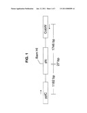 RECOMBINANT ATTENUATED CLOSTRIDIUM ORGANISMS AND VACCINE diagram and image