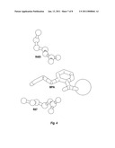 INHIBITOR SCAFFOLD FOR THE INHIBITION OF THE ENZYME PHOSPHOENOLPYRUVATE CARBOXYKINASE diagram and image