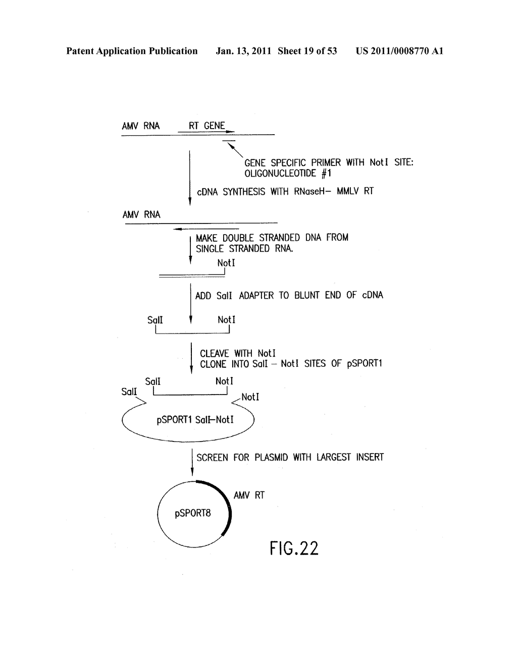 COMPOSITIONS AND METHODS FOR REVERSE TRANSCRIPTION OF NUCLEIC ACID MOLECULES - diagram, schematic, and image 20