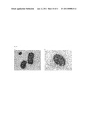 Enzyme Immunoassay Using Enzyme-Labeled Antibody diagram and image