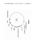 PROTEIN PRODUCTION IN PLANT CELLS AND ASSOCIATED METHODS AND COMPOSITIONS diagram and image