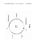 PROTEIN PRODUCTION IN PLANT CELLS AND ASSOCIATED METHODS AND COMPOSITIONS diagram and image