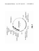 PROTEIN PRODUCTION IN PLANT CELLS AND ASSOCIATED METHODS AND COMPOSITIONS diagram and image