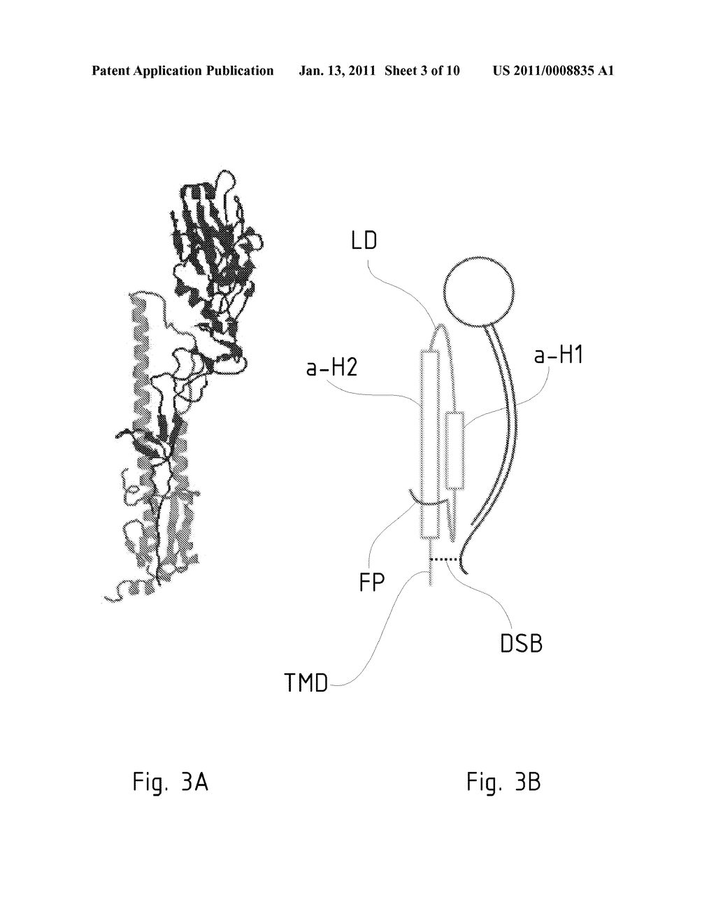 SYSTEM FOR THE HETEROLOGOUS EXPRESSION OF A VIRAL PROTEIN IN A CILIATE HOST CELL - diagram, schematic, and image 04