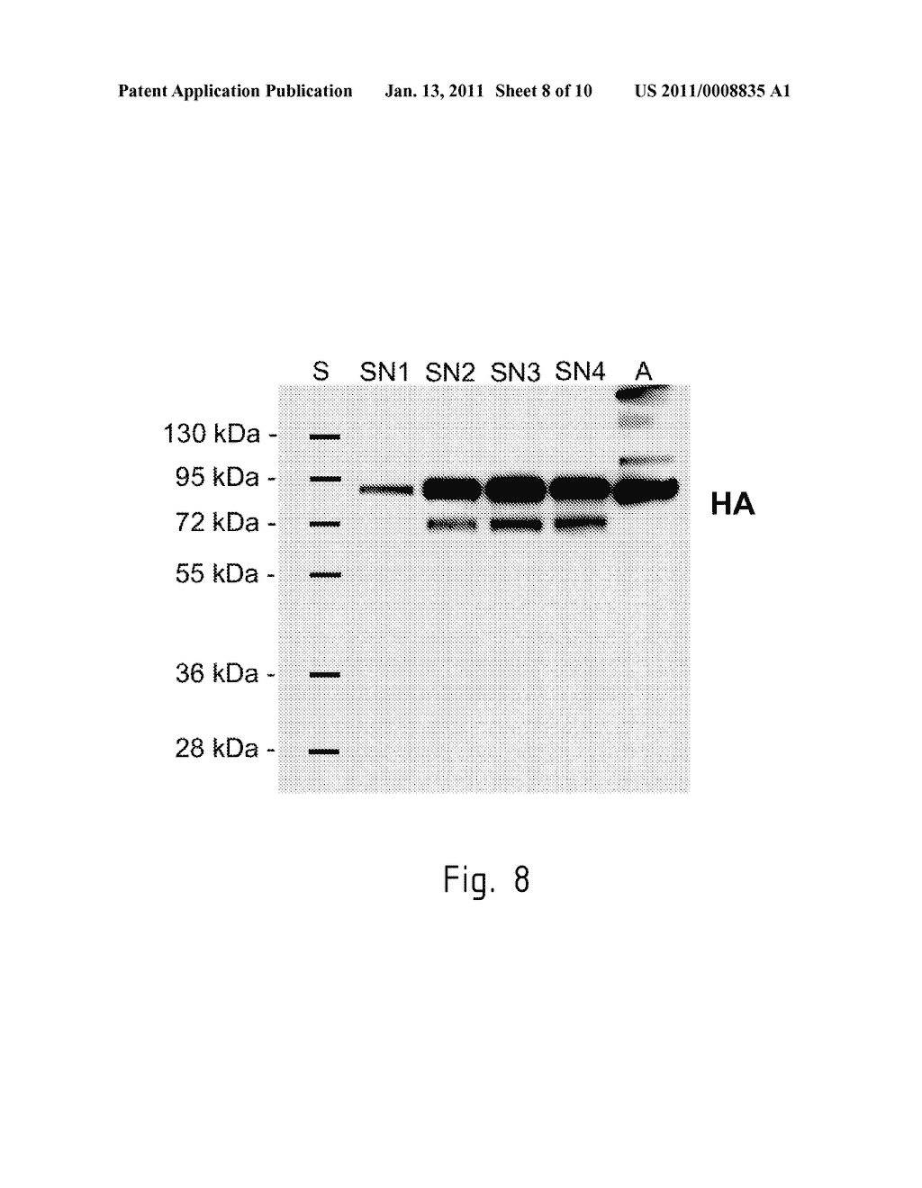 SYSTEM FOR THE HETEROLOGOUS EXPRESSION OF A VIRAL PROTEIN IN A CILIATE HOST CELL - diagram, schematic, and image 09