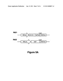 MODIFYING GLYCOPROTEIN PRODUCTION IN PLANS diagram and image