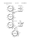 Recombinant Microorganism Capable Of Producing Polylactate Or Polylactate Copolymer From Sucrose And Method For Producing Polylactate Or Polylactate Copolymer From Sucrose Using The Same diagram and image