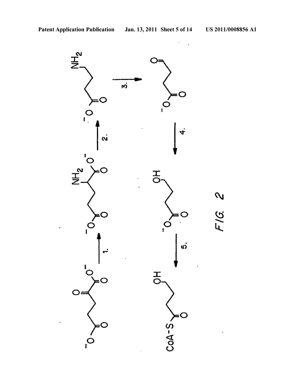 Biological Systems for Manufacture of Polyhydroxyalkanoate Polymers Containing 4-Hydroxyacids - diagram, schematic, and image 06