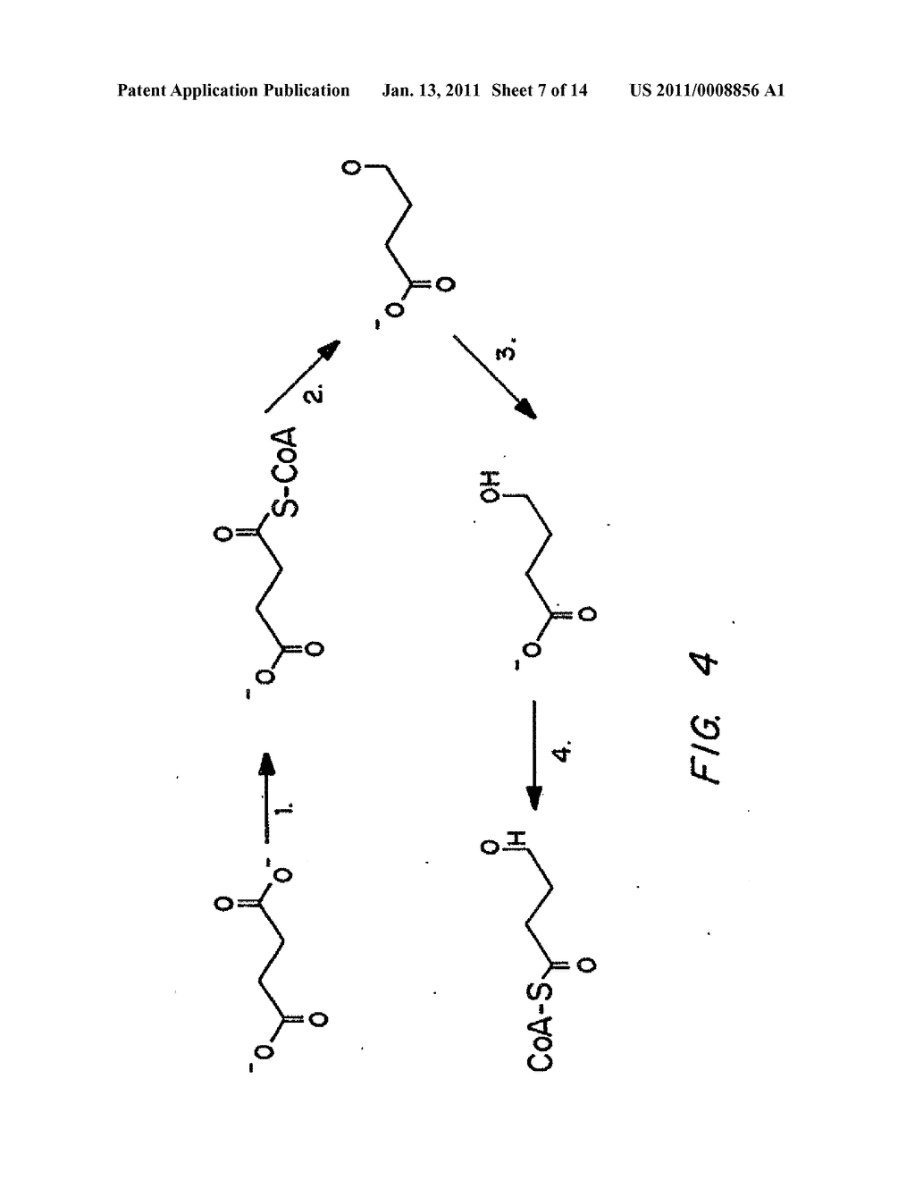 Biological Systems for Manufacture of Polyhydroxyalkanoate Polymers Containing 4-Hydroxyacids - diagram, schematic, and image 08