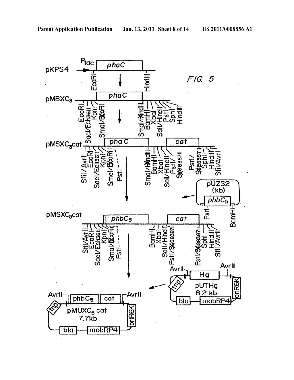 Biological Systems for Manufacture of Polyhydroxyalkanoate Polymers Containing 4-Hydroxyacids - diagram, schematic, and image 09