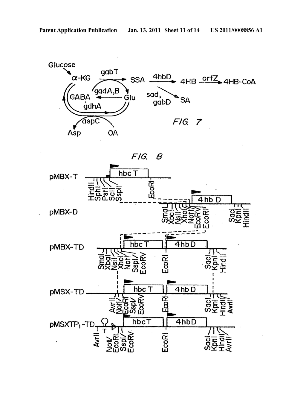 Biological Systems for Manufacture of Polyhydroxyalkanoate Polymers Containing 4-Hydroxyacids - diagram, schematic, and image 12