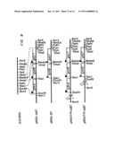 Biological Systems for Manufacture of Polyhydroxyalkanoate Polymers Containing 4-Hydroxyacids diagram and image