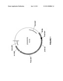 COMPLEMENTATION OF THE TRICHODERMA REESEI SECRETOME LIMITING MICROBIOLOGICAL CONTAMINATIONS WITHIN THE CONTEXT OF INDUSTRIAL PROCESSES diagram and image