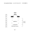 EPHA4-POSITIVE HUMAN ADULT PANCREATIC ENDOCRINE PROGENITOR CELLS diagram and image