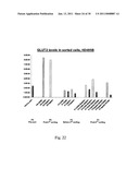 EPHA4-POSITIVE HUMAN ADULT PANCREATIC ENDOCRINE PROGENITOR CELLS diagram and image