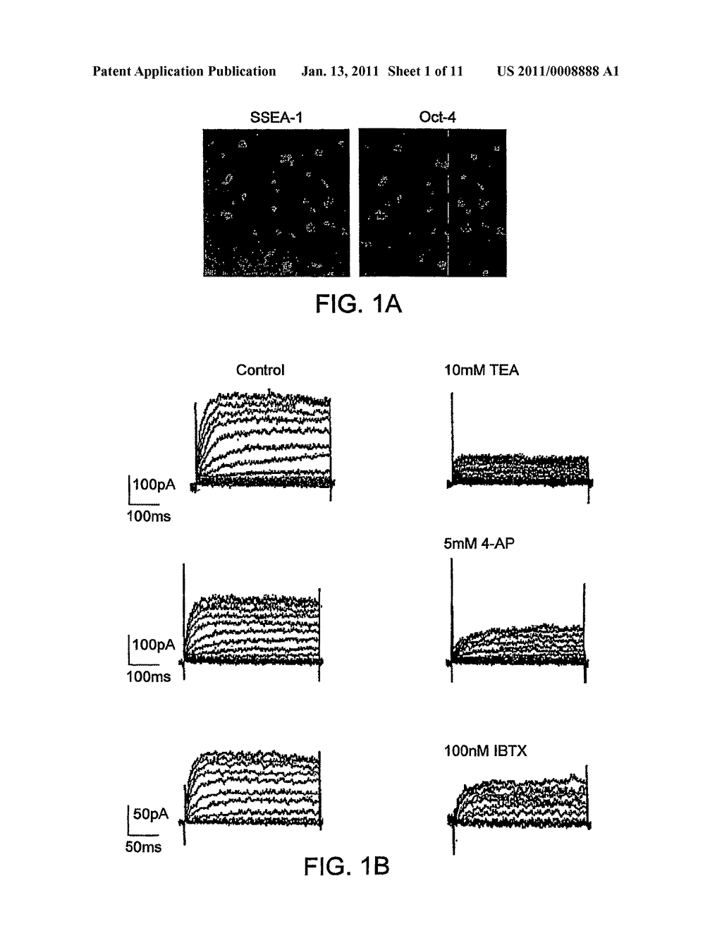 Novel Genetic Approaches to Reduce or Inhibit Tumorgenicity of Human Embryonic Stem Cells and Derivatives Following Transplantation - diagram, schematic, and image 02