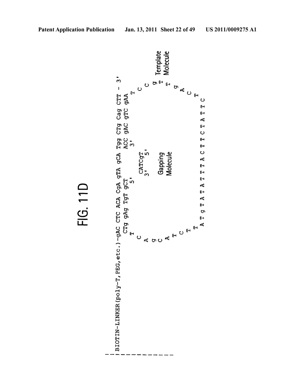 Methods of amplifying and sequencing nucleic acids - diagram, schematic, and image 23