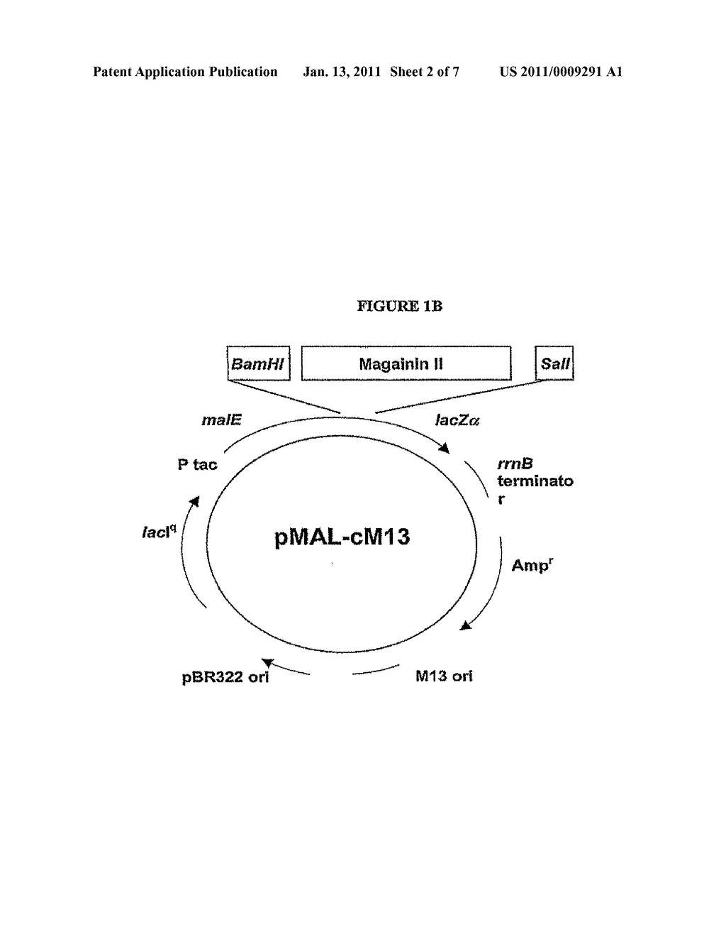 METHODS AND COMPOSITIONS FOR INCREASING MEMBRANE PERMEABILITY - diagram, schematic, and image 03