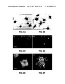 PEPTIDES AND THEIR UTILITY IN MODULATION OF BEHAVIOR OF CELLS EXPRESSING ALPHA3 BETA1 INTEGRINS diagram and image