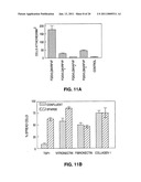 PEPTIDES AND THEIR UTILITY IN MODULATION OF BEHAVIOR OF CELLS EXPRESSING ALPHA3 BETA1 INTEGRINS diagram and image