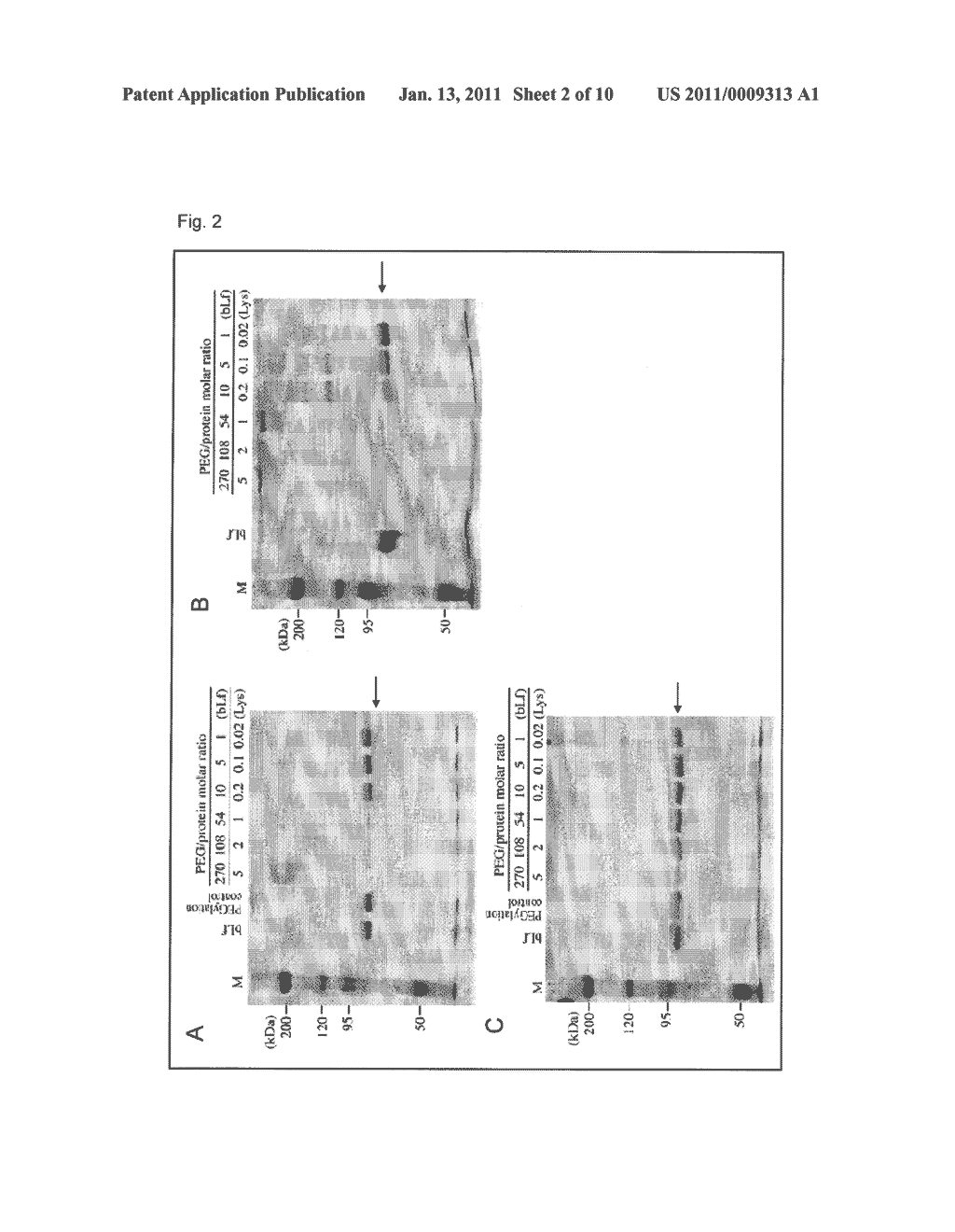 POLYETHYLENE GLYCOLATED LACTOFERRIN COMPLEX AND METHOD OF PRODUCING THE SAME - diagram, schematic, and image 03