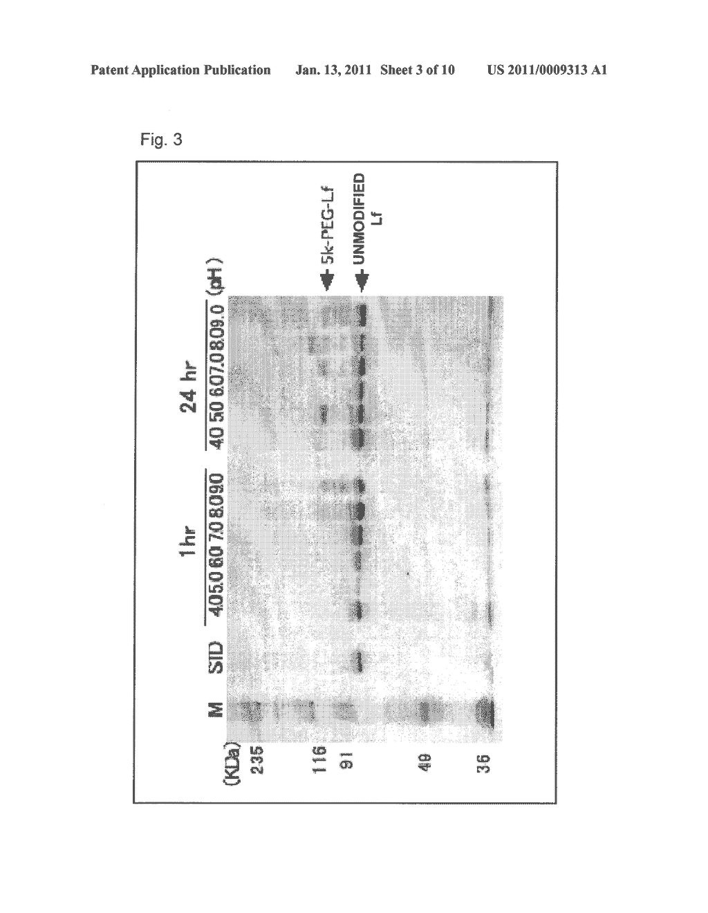 POLYETHYLENE GLYCOLATED LACTOFERRIN COMPLEX AND METHOD OF PRODUCING THE SAME - diagram, schematic, and image 04