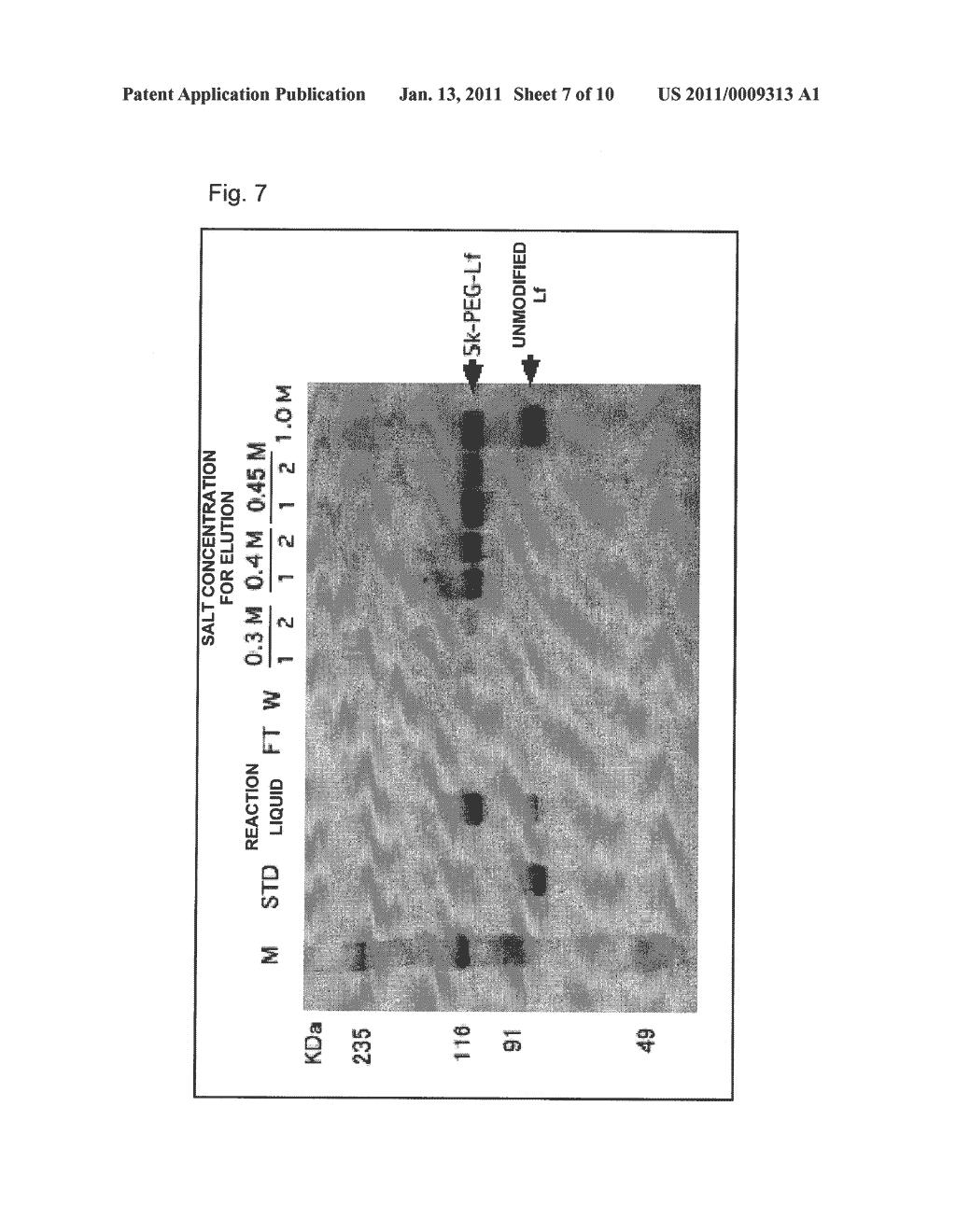 POLYETHYLENE GLYCOLATED LACTOFERRIN COMPLEX AND METHOD OF PRODUCING THE SAME - diagram, schematic, and image 08