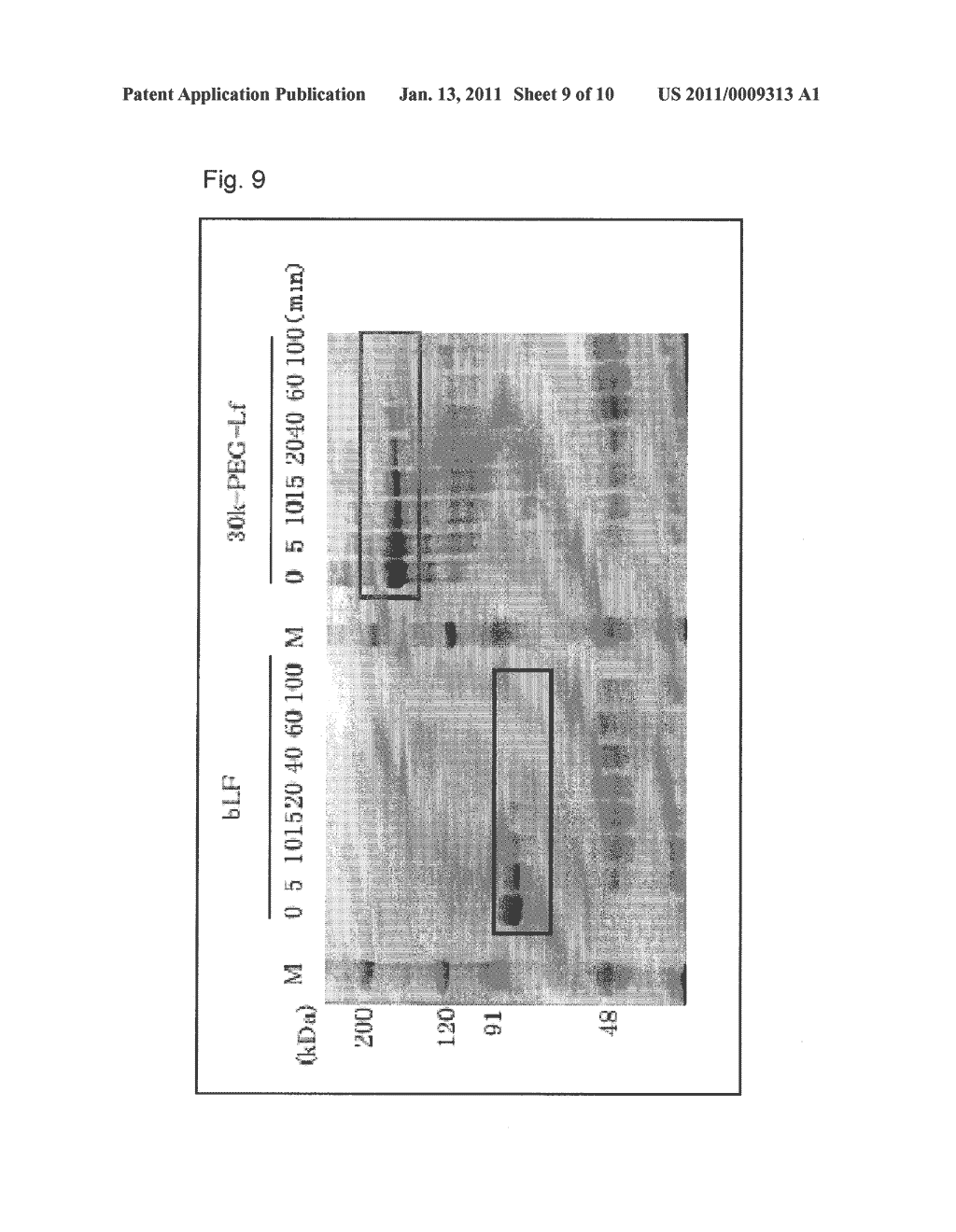 POLYETHYLENE GLYCOLATED LACTOFERRIN COMPLEX AND METHOD OF PRODUCING THE SAME - diagram, schematic, and image 10