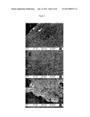 BIOACTIVE NANOCOMPOSITE MATERIAL diagram and image